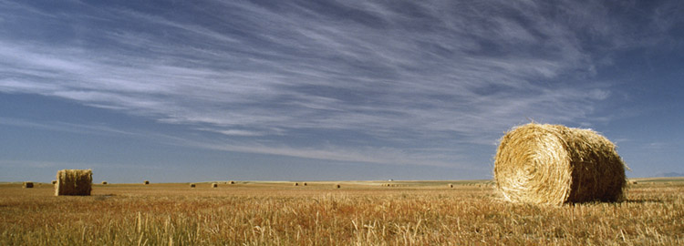 Wild Horse Prairie Wild Horse Prairie