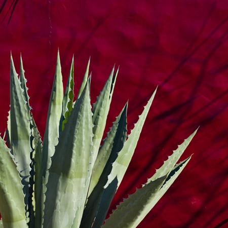 Cactus against red wall entitled "Colours of Drama"