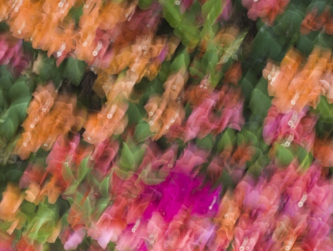 Bougainvillea, Many Colours