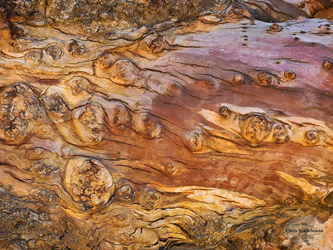 Photo of Eucalyptus bark entitled "Layers of Life #3" Photo of Eucalyptus bark entitled "Layers of Life #3"