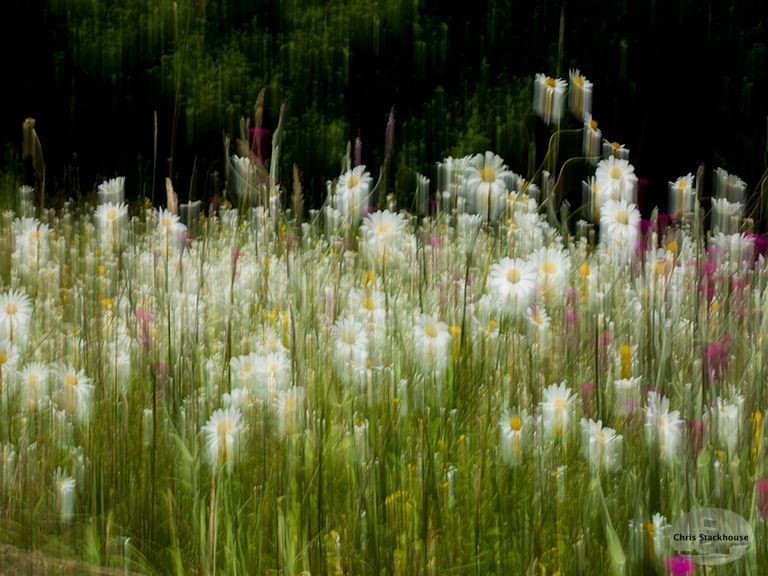 Image of mixed daisies and flowers in motion entitled "To the End of Love" Image of mixed daisies and flowers in motion entitled "To the End of Love"